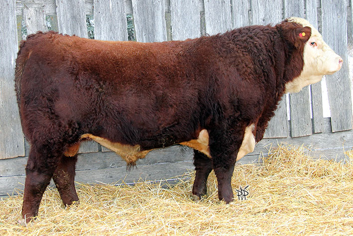 Rawcliffe Grange Stock Farm