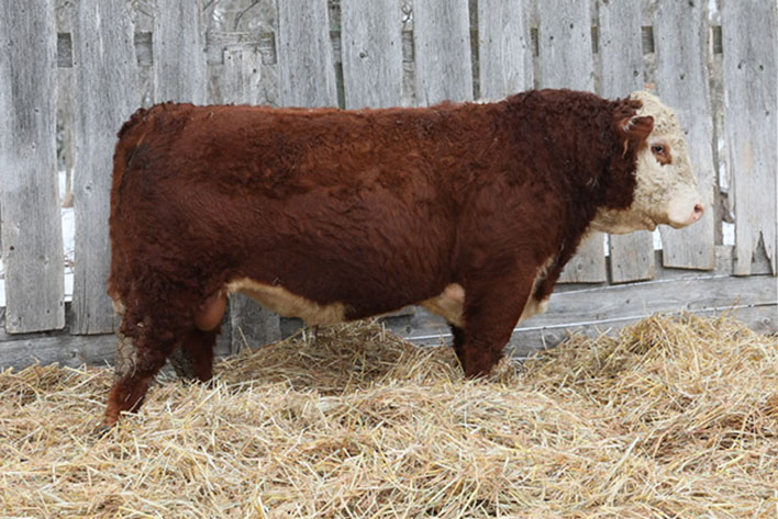 Rawcliffe Grange Stock Farm